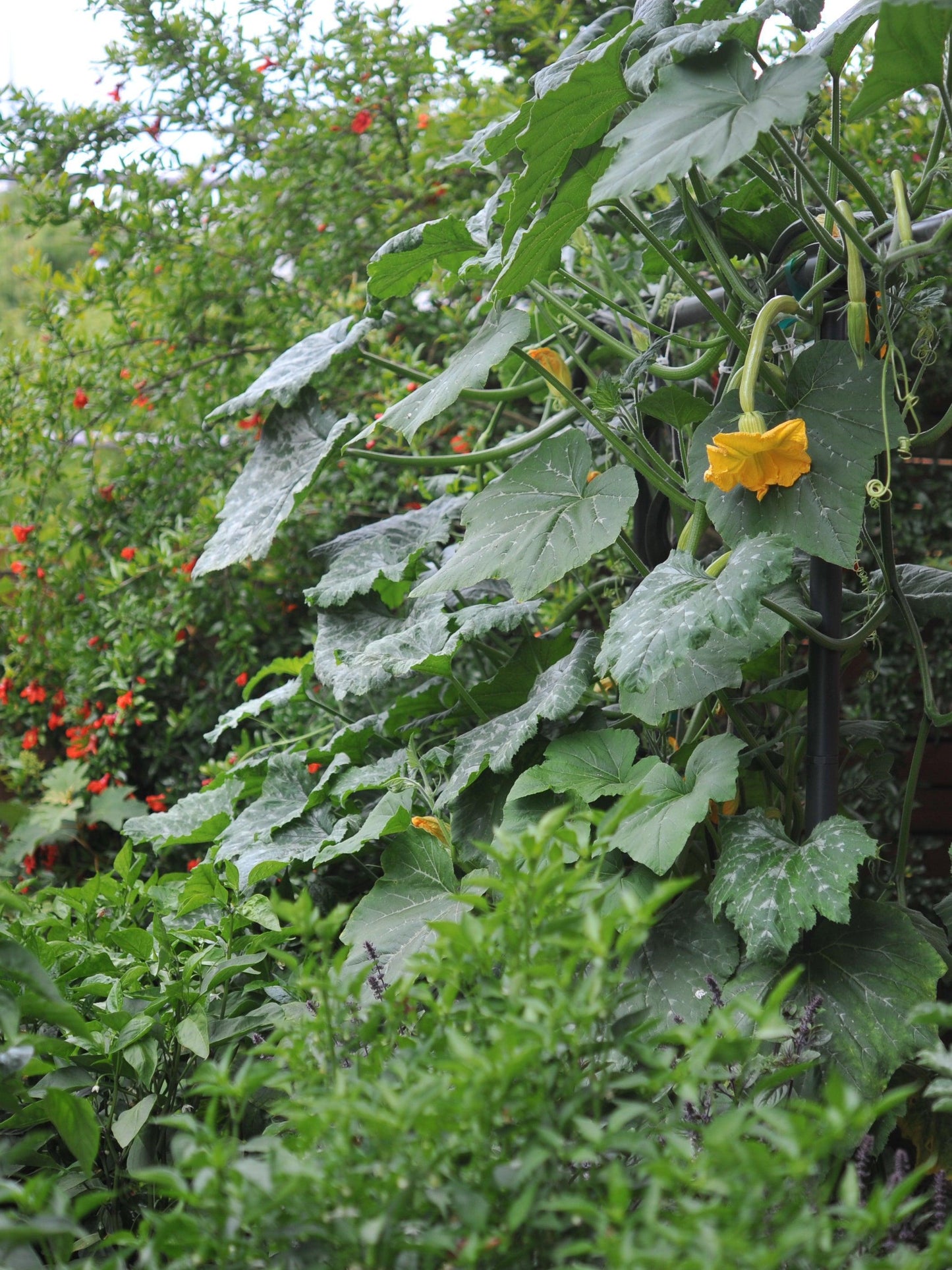 Freyr Trellis