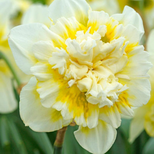 Narcissus White Lion Double Flowering (Pack of 7)