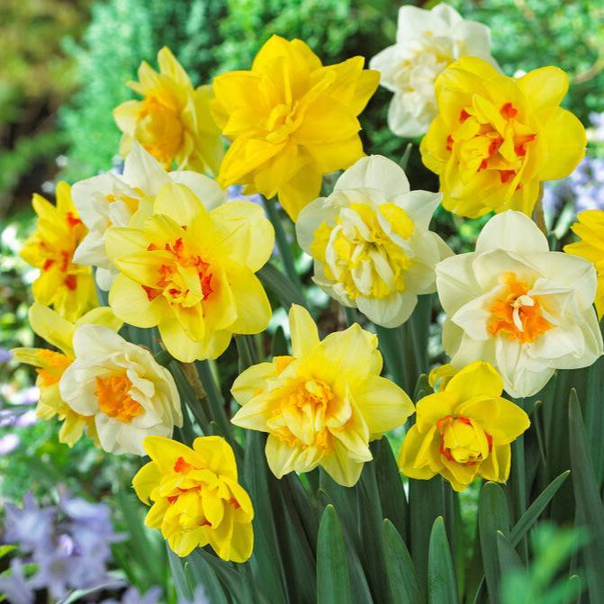 Narcissus Double Blend (Pack of 15)