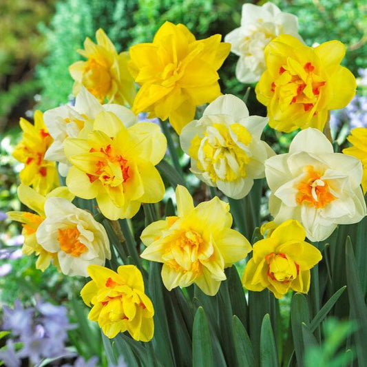 Narcissus Double Blend (Pack of 15)