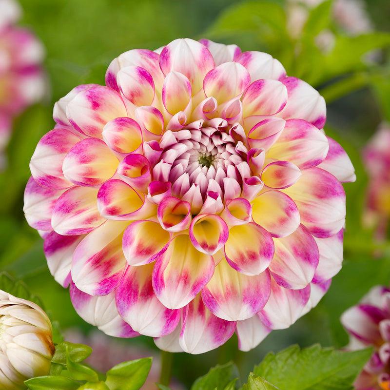 Dahlia Decorative Hawaii (Pack of 2)