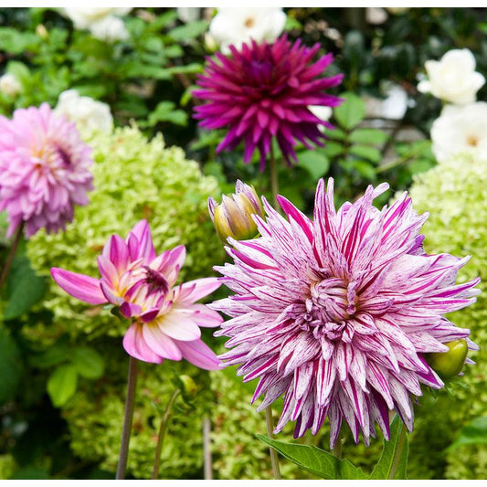 Dahlia Decorative Purple Blend (Pack of 3)