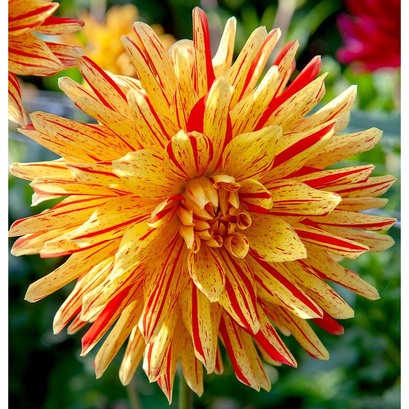 Dahlia Semi Cactus Cheyenne Chieftain (Pack of 2)
