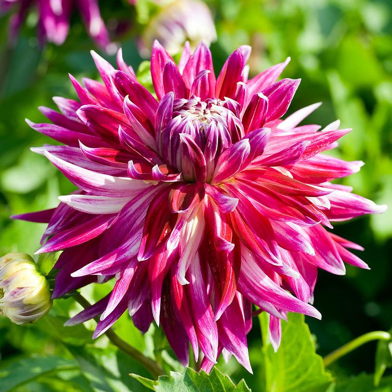 Dahlia Dinner Plate Vancouver (Pack of 2)
