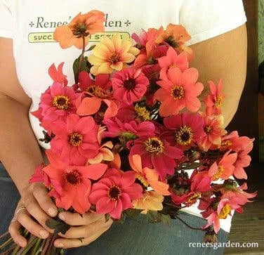 Blazing Saddles Dahlia