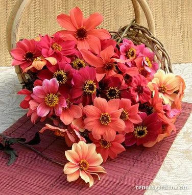 Blazing Saddles Dahlia