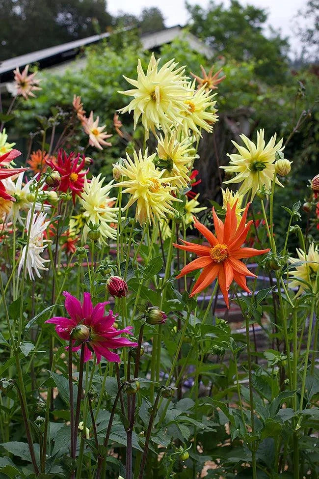 Summer Fireworks Dahlia