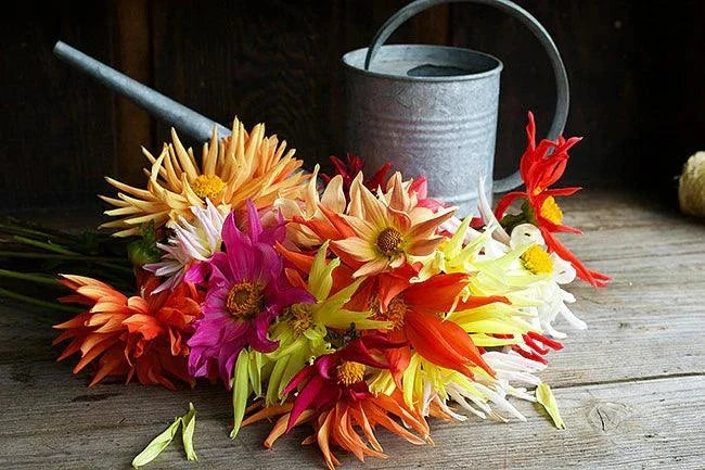 Summer Fireworks Dahlia