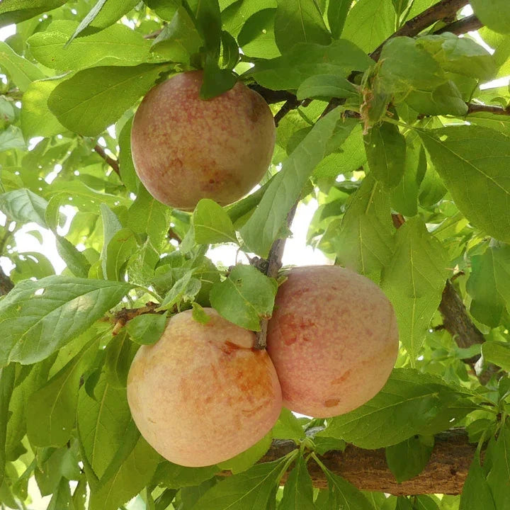 "Constant Harvest" Pluot 3 on 1 Multi Grafted Fruit Tree