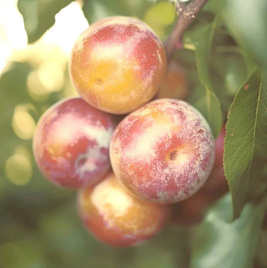 Dapple Supreme Pluot Tree