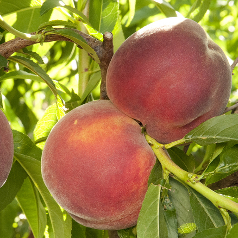 Low Chill Requirement Peaches, 3 on 1 Multi Grafted Fruit Tree