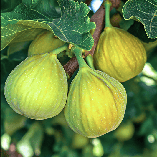Desert King Potted Fig Tree