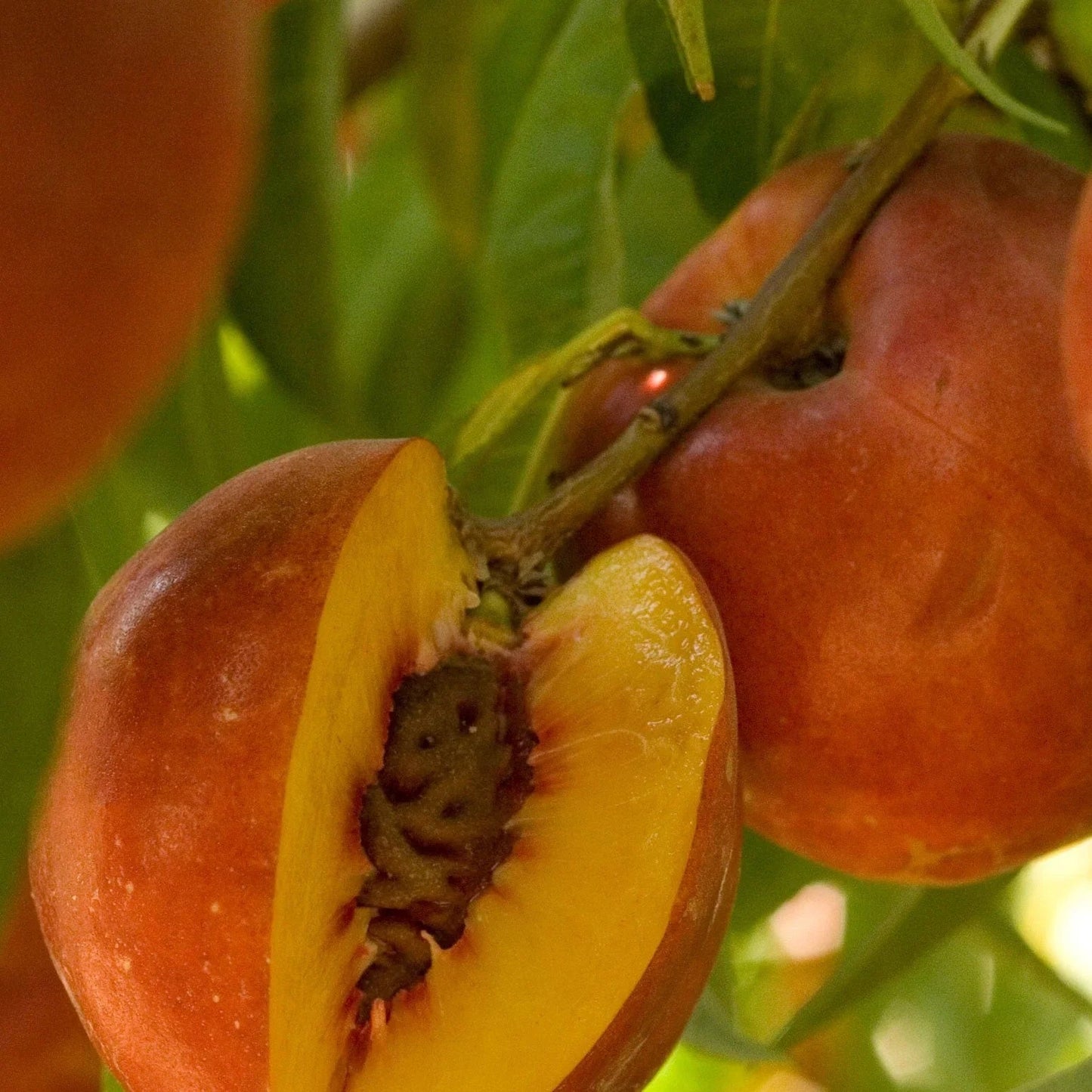 Showy Flowers Peach/Nectarine, 3 on 1 Multi Grafted Fruit Tree