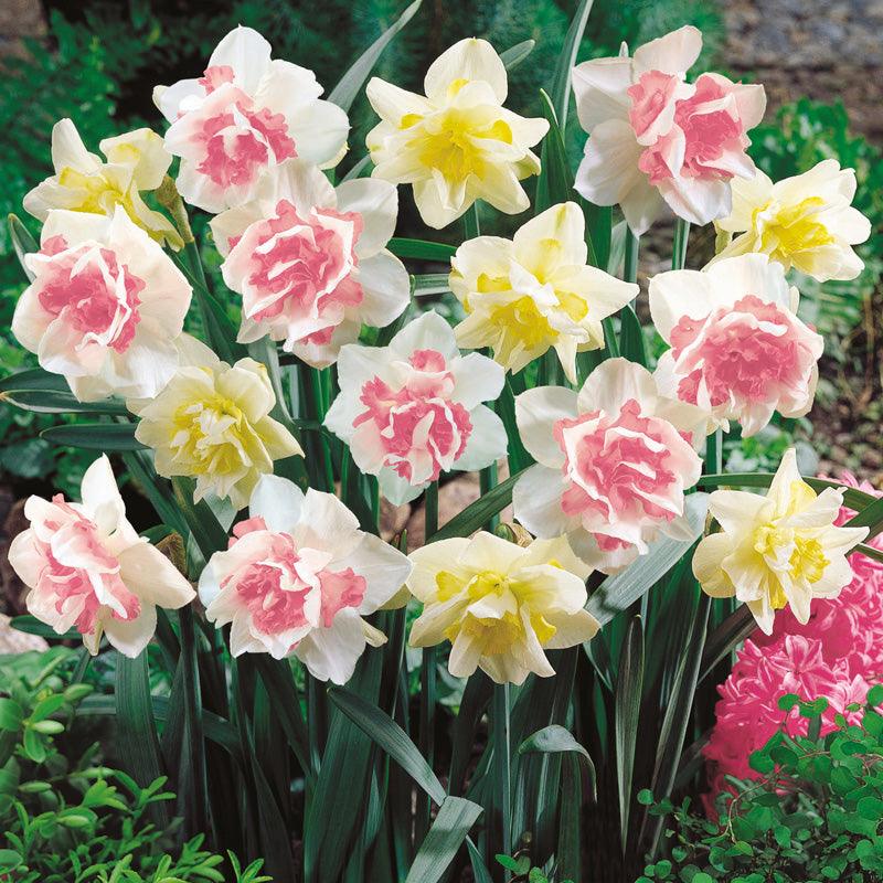 Double Duo Daffodil Bulb Mix (Pack of 15)