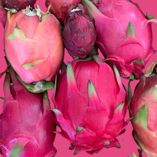 Organic Dragon Fruit Bundle