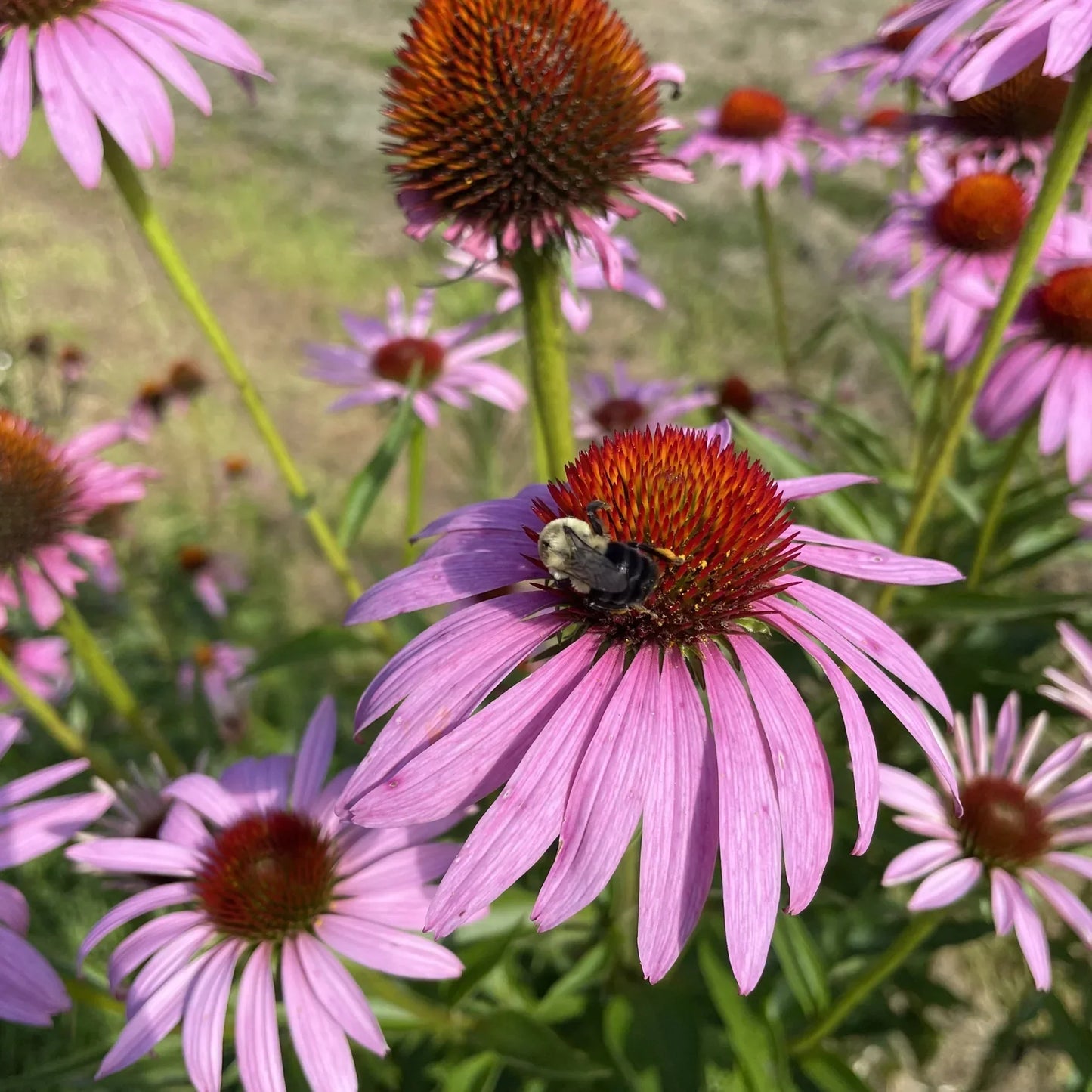 Tea Garden Seeds Mix (Organic)