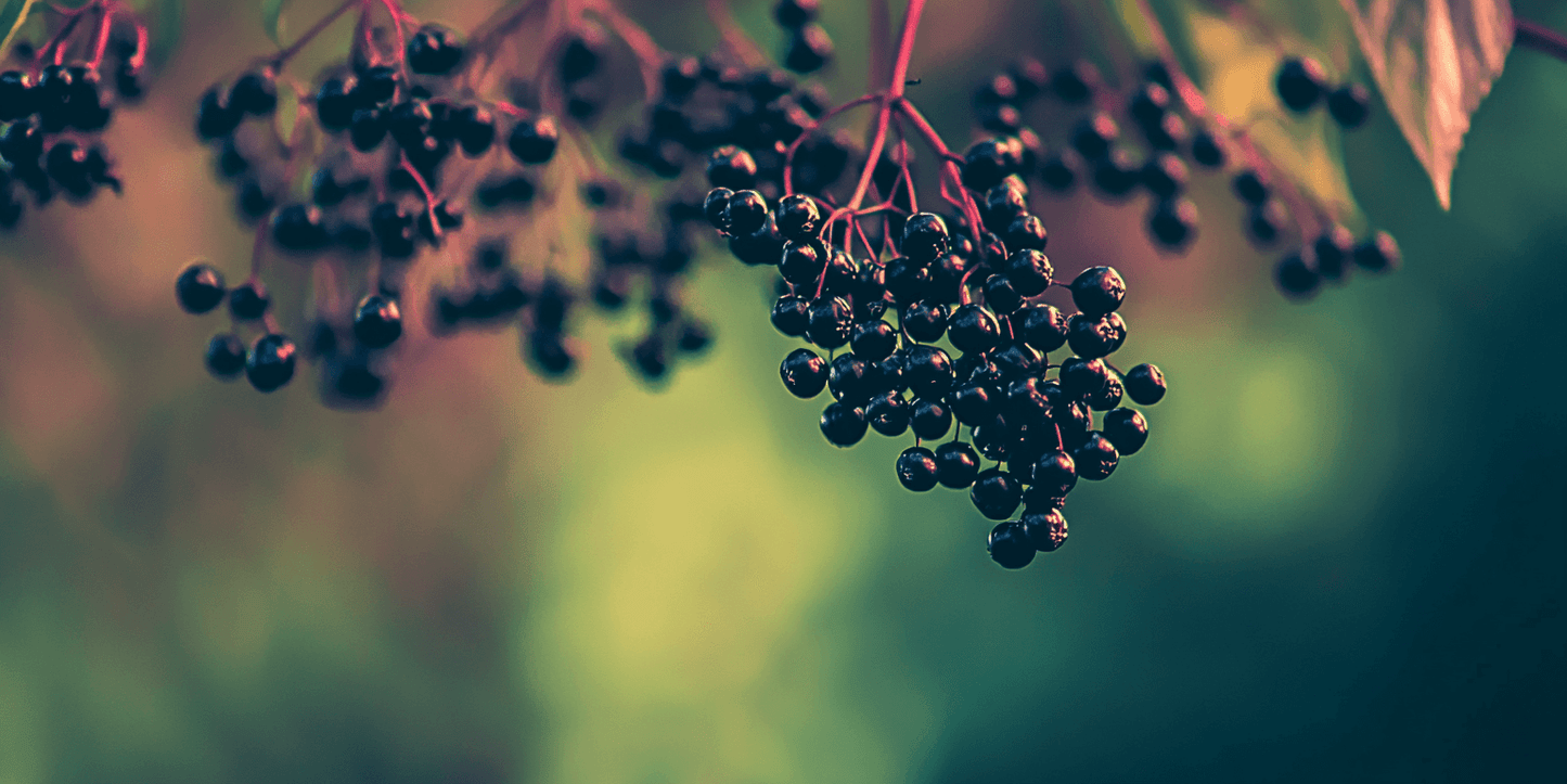Elderberry Duo (1 each Nova and York)