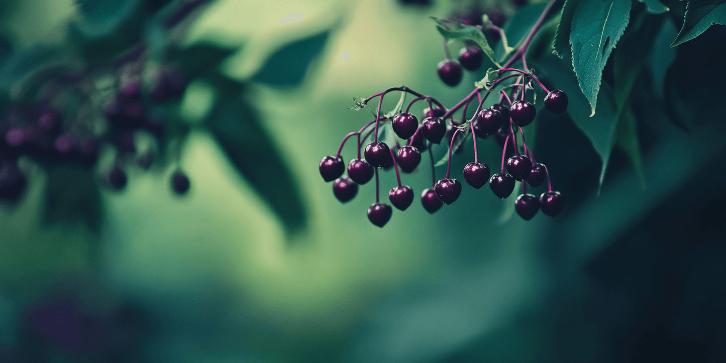 Elderberry Duo (1 each Nova and York)