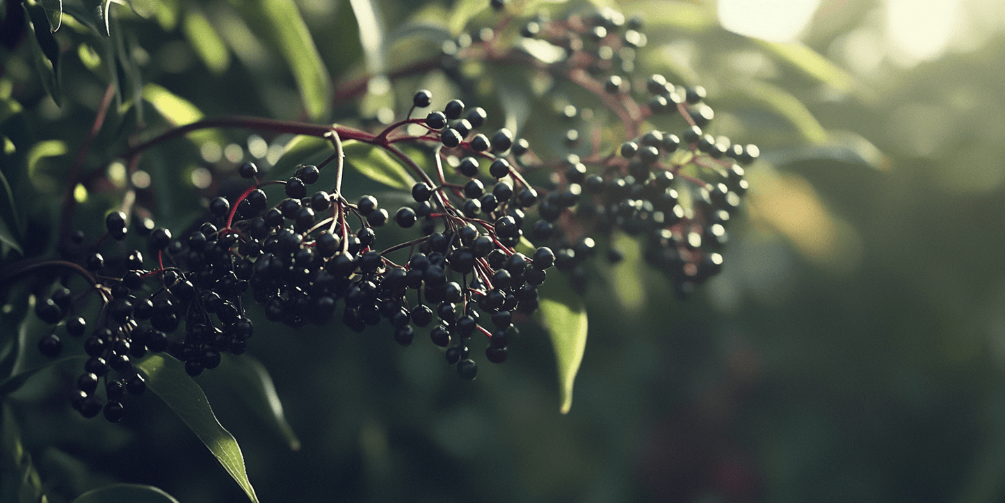 Elderberry Duo (1 each Nova and York)