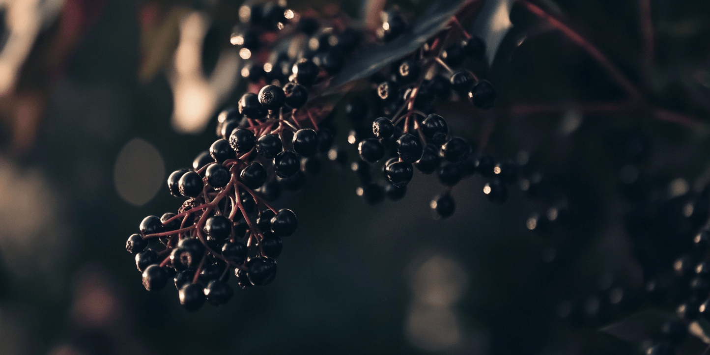 Elderberry Duo (1 each Nova and York)