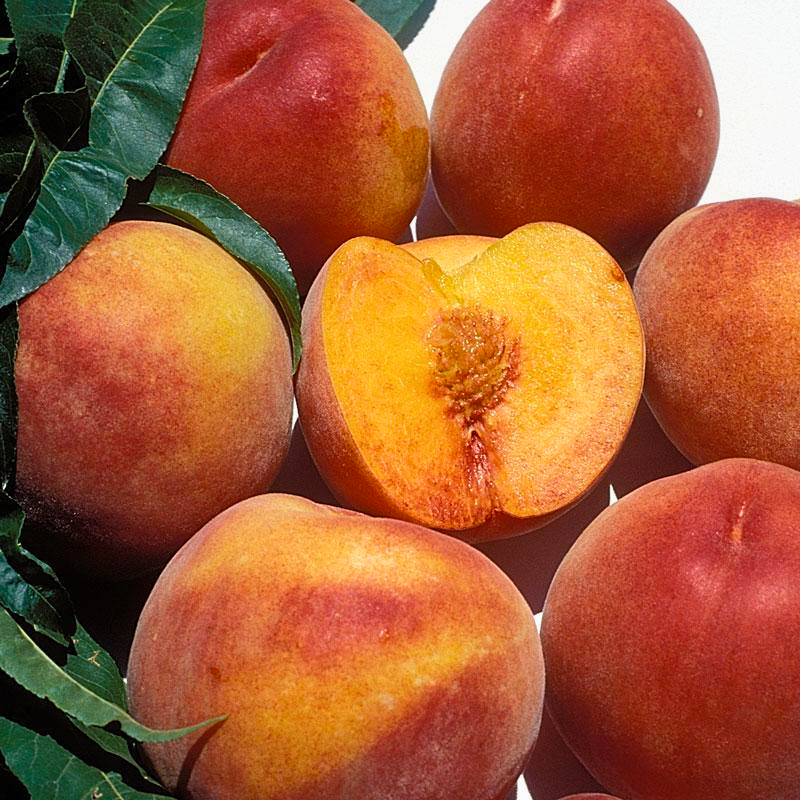 Low Chill Requirement Peaches, 3 on 1 Multi Grafted Fruit Tree