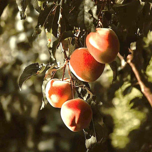 Eva's Pride Peach Tree