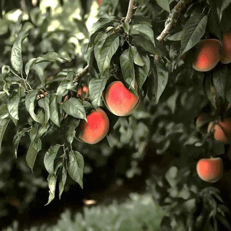 Eva's Pride Peach Tree