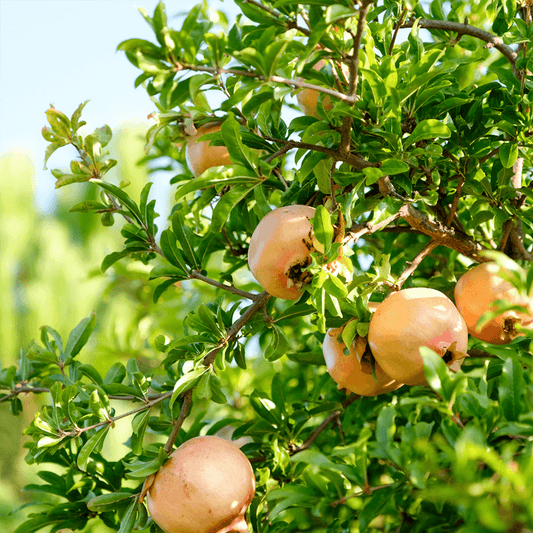 Potted Pomegranate Tree - Eversweet