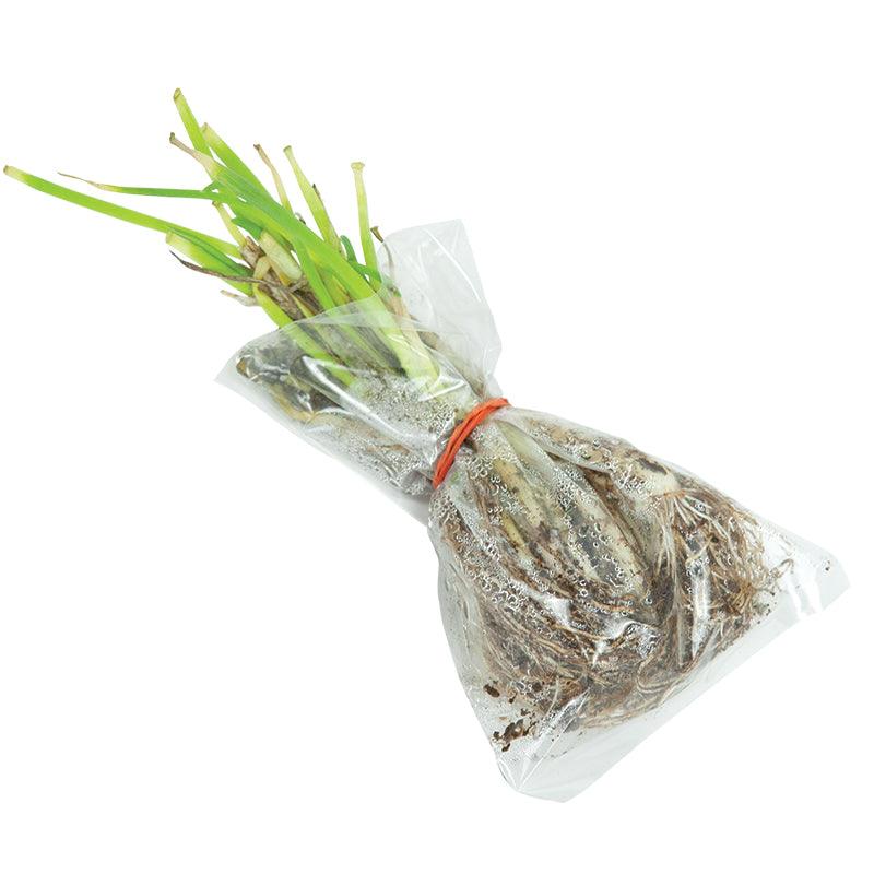 Organic Egyptian Walking Onion