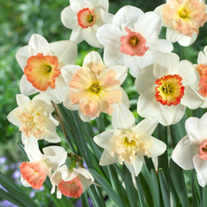 Narcissus Pink Blend (14pk)