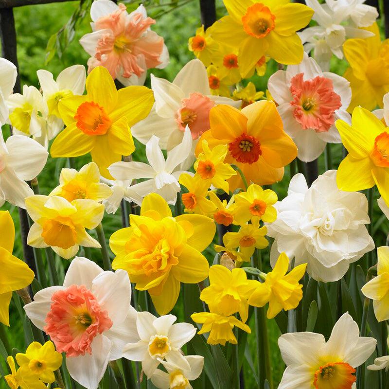 Narcissus All In One Blend (14/pk)