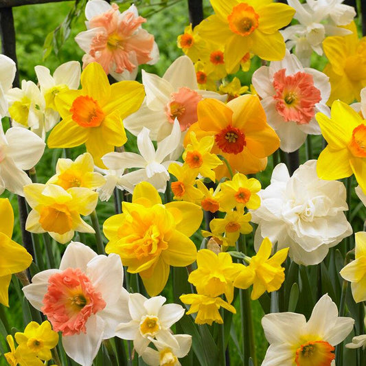 Narcissus All In One Blend (14/pk)