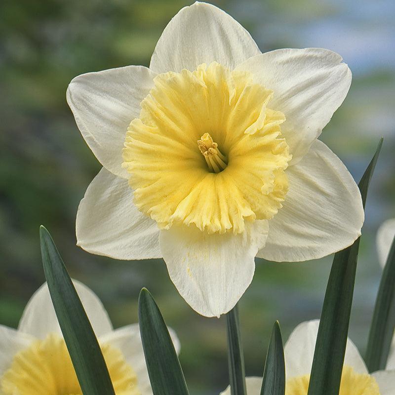 Large Cupped Narcissus Ice Follies (7pk)