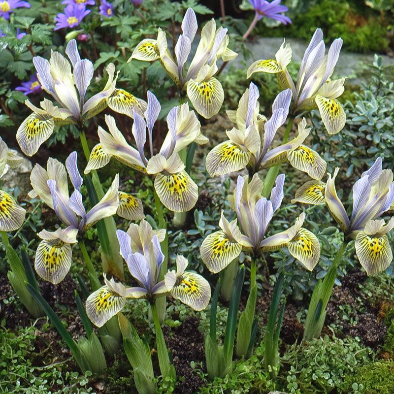 Katharine Hodgkin Dwarf Iris Bulbs (Pack of 10)