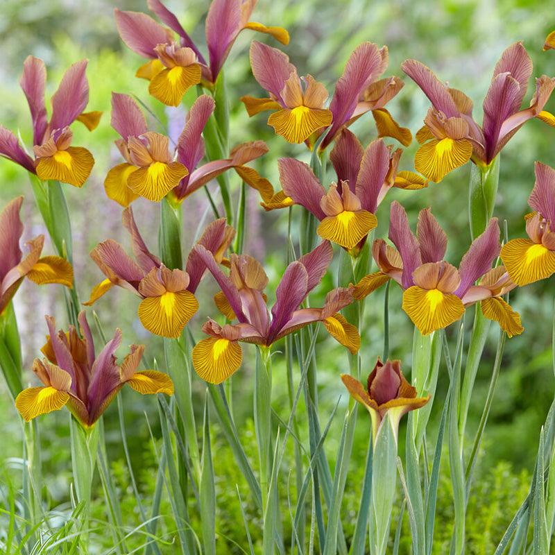 Dutch Iris Lion King (Pack of 12)