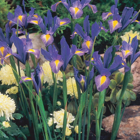 Dutch Iris Sapphire Beauty (20/pk)