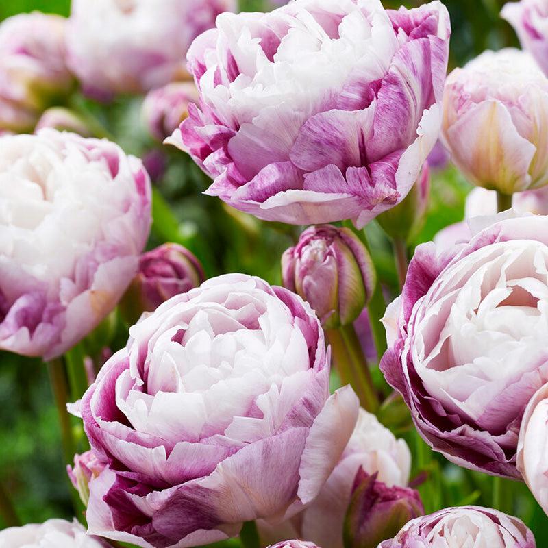 Double Surprise Double Late Tulip Bulbs (Pack of 7)
