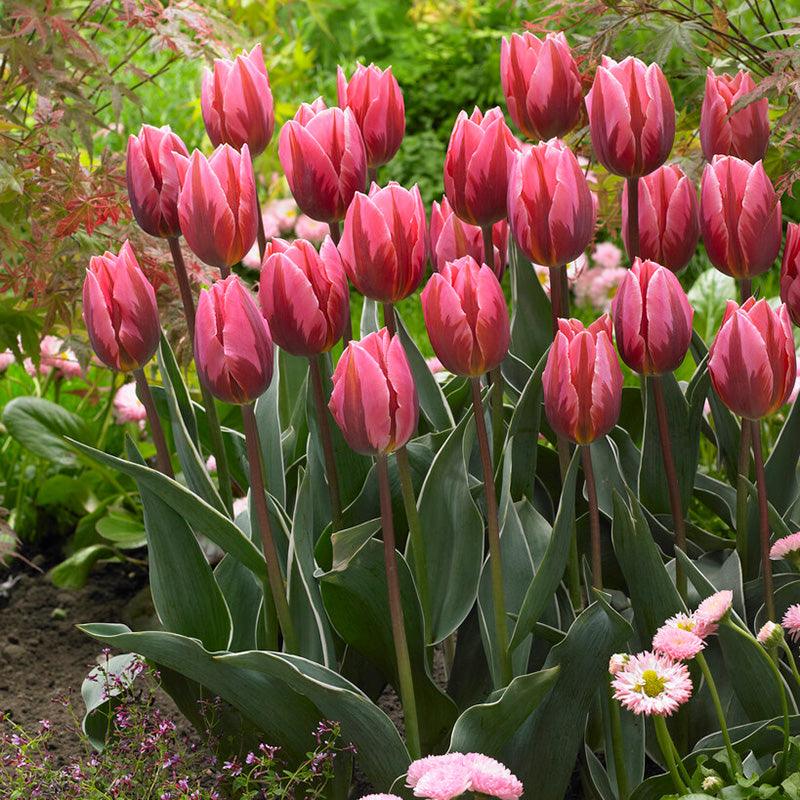 Pretty Princess Triumph Tulip Bulbs (Pack of 7)