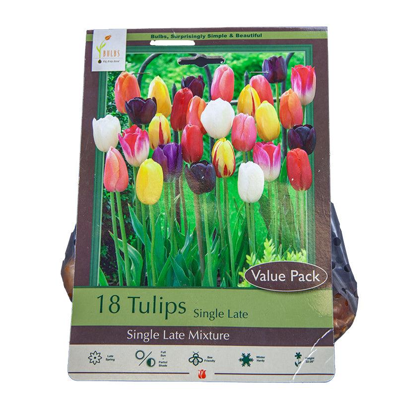 Tulips Single Late Mix (Pack of 16)