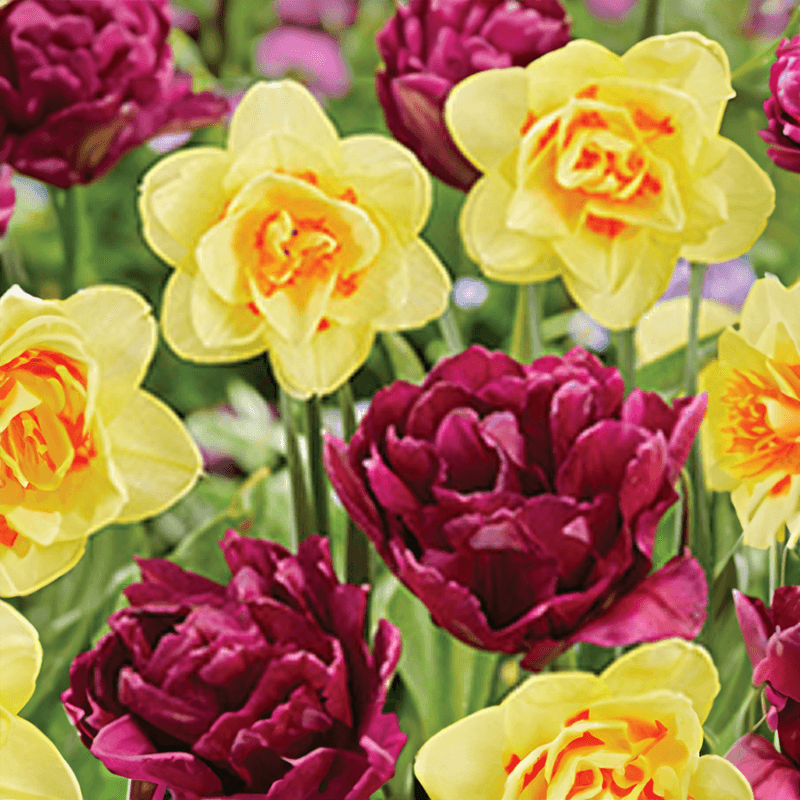 Royal Sunrise Collection Blub Blend (Pack of 14)