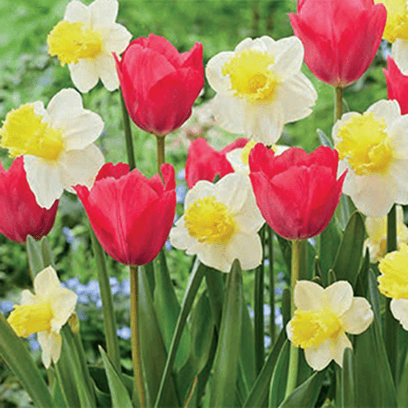 Sugar Rush Bulb Blend (Pack of 15)