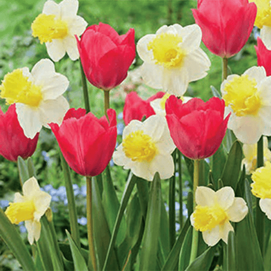 Sugar Rush Bulb Blend (Pack of 15)