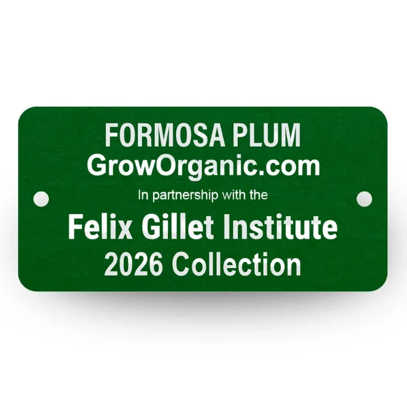 Formosa Plum Tree