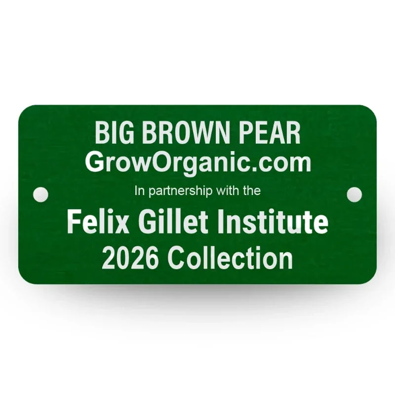 Big Brown Pear Tree