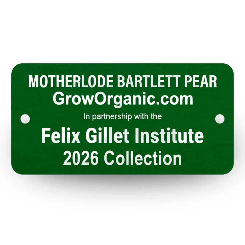 Motherlode Bartlett Pear