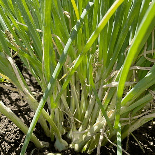 Organic Egyptian Walking Onion