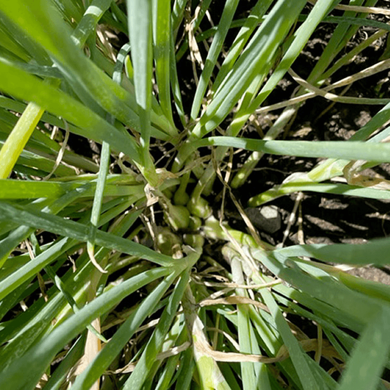 Organic Egyptian Walking Onion