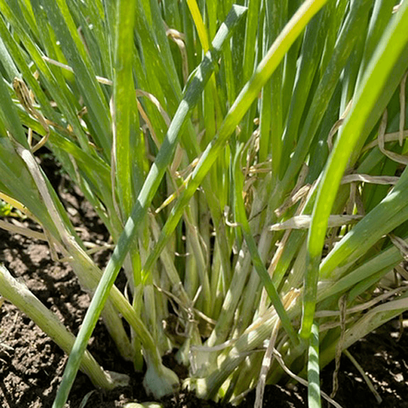 Organic Egyptian Walking Onion