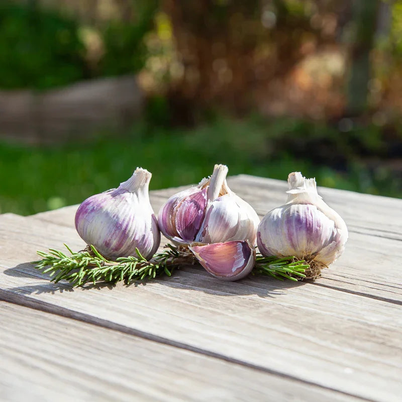 Conventional Music Garlic (Lb)