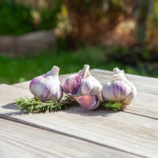 Conventional Music Garlic (Lb)